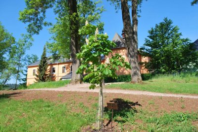 Aesculus hippocastanum 'Baumannii' - jírovec koňský 'Baumannii' - kvetoucí habitus